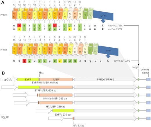 Design of constructs for expressing plant RNA editing factors in human cells. (A) PPR56 and PPR65 are typical pentatricopeptide repeat (PPR) proteins acting as organelle RNA editing factors, featuring a ‘PLS-type’ array of PPRs allowing them to recognize their native targets nad4eU272SL or ccmFCeU103PS, respectively, followed by E1 and E2 extensions and the carboxyterminal DYW cytidine deaminase domain. Positions 5 and L of the P-and S-type PPRs are key positions for RNA binding according to a core PPR-RNA code (24–26) for combinations 5 + L as follows: T/S + N: A, T/S + D: G, N + S: C, N + D: U, N + N: C/U. PPRs are labeled to indicate the respective PPR-type and positions 5 and L with backward numbering starting with S2-1 (here S2-1ND and S2-1SG for PPR56 and PPR65, respectively), as previously suggested (84). Editing sites are labeled with target gene name (nad genes encode for subunits of the NADH ubiquinone oxidoreductase and ccmFC encodes for subunit FC of the cytochrome c maturation machinery) followed by eU, coding sequence position, and resulting amino acid change. Nucleotide shading indicates matches to the corresponding PPR in green, transitions in yellow and mismatches in red. (B) PPR56 and PPR65 were cloned with different combinations of up to three out of four N-terminal tags (EYFP: Enhanced Yellow Fluorescent Protein, His6: 6 x Histidine tag, MBP: Maltose Binding Protein, HA: Hemagglutinin tag). Small grey and white rectangles indicate a TEV recognition site (Tobacco Etch Virus protease) and a short stretch of native editing factor sequence upstream of the first clearly defined PPR, respectively. Protein coding sequences were transcribed from the enhanced Cytomegalovirus promoter (epCMV) together with their respective 46 bp targets cloned downstream followed by the polyadenylation signal.