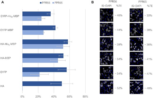 RNA editing by PPR56 and PPR65 constructs of their co-provided native targets in HeLa cells. RNA editing of the respective targets ccmFCeU103PS and nad4eU272SL, respectively, was determined from bulk sequencing of RT-PCR products after transfection of the differently tagged PPR56 and PPR65 constructs (see Figure 1B) into HeLa cells and incubation for 20 h. (A) Observed RNA editing efficiencies varied widely and reached up to 58% for the HA-His6-MBP-PPR56 construct. Data are based on a minimum of three biological replicates (independently transfected cells) for each construct (Supplementary Table S2) (B) Approximate transfection efficiencies (%TE) were determined from the ratio of immuno-stained HA- and EYFP-positive cells (IS) to DAPI-signals. Shown are example images, scale bar: 50 μm. For more extensive documentation see Supplementary Figure S1.