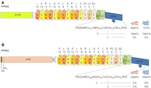 Mutations in the DYW domains of PPR56 and PPR65 result in strong reduction of editing. Constructs EYFP-PPR56 (A) and HA-His6-MBP-PPR65 (B) were selected for mutating key residues in their respective DYW domains. Exchanging the highly conserved cysteine in the DCH motif for alanine abolishes editing activity of both factors completely. Likewise, replacing the highly conserved glutamate in the HSER motif with alanine destroys editing activity of PPR65. The conservative exchange of lysine by arginine in the HSEK motif of PPR56 reduces editing from 56% to 18%. RNA editing efficiencies and standard deviations are shown for at least three replicates each (in case of absence of editing for at least two replicates). For a complete list of results from individual replicates see Supplementary Table S2. The effects of the corresponding mutations observed in the E. coli setup with recombinant His6-MBP tagged PPR proteins are indicated to the right (blue cell icons) of the human cell (orange cell icons) data.