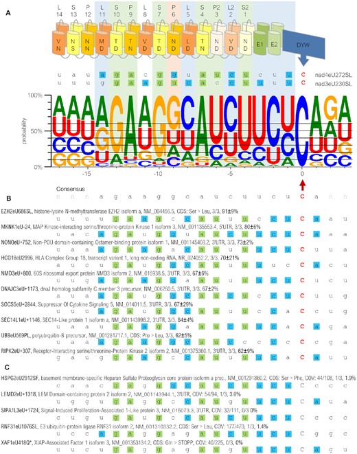 Off-targets of PPR56 in FACS-sorted IMR-90 cells. (A) Expression of EYFP-PPR56 causes off-target C-to-U RNA editing in the endogenous transcriptome of IMR-90 cells, summarized with a WebLogo (97) created from the sequence environments of 759 edited off-targets (74 putative binding shift candidates were excluded and identical target sequences in different transcript variants of a given gene were only counted once). Targets were juxtaposed with the PPR array of PPR56 aligning the terminal PPR S2-1ND with position −4 upstream of the edited sites (position 0). The horizontal lines indicate arbitrary cut-offs in steps of 10%, starting with 40% for a nucleotide dominating in a given position. Matches according to the established PPR-RNA code (see Figure 1) are shaded green. Evident nucleotide preferences in positions −3, −2 and −1 and in positions −14, −8 and −5 opposite of the L-type PPRs L-11MD, L-5LD and L2-2VD are highlighted by light blue shading. Orange shading of P-6ND highlights its conceptual misfit to a dominating guanidine instead of an expected uridine. (B) A detailed listing of the 10 top-edited off-targets reveals their good matches to the overall consensus profile. Labeling also of the off-target edits uses our proposed nomenclature indicating positions within a coding sequence of the respective gene product and the resulting codon changes with capital letters or with the plus or minus symbol indicating edits in 3’- or 5’-UTRs, respectively (52,98). Description also includes protein name, NCBI accession number, number of replicates with detected editing and average percentage of editing. A complete list of off-targets is available as Supplementary Table S4A. (C) Five exemplary candidate sites are shown, that were not found to be edited or only to very limited degree below our thresholds in single replicates, despite good overall matches to the PPR array of PPR56 (and the consensus off-target profile) in positions −13 to + 1. Coverage of transcripts (COV) in the control sample / in sum of PPR56 replicates is listed in addition. Sites were investigated using IGV Version 2.3.98 (99) for transcriptome analyses.