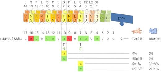 Retargeting of PPR56 by single amino acid exchanges in its PPR array. Single-site mutations were introduced into the ‘Last’ positions of the two PPRs S-7 and S-4 of PPR56 to change their preference for the one vs. the other purine nucleotide: S-7TD > TN and S-4TN > TD changing their (conceptual) preference from G to A and A to G, respectively. A resulting loss of editing at the native nad4 target sequence in the human cells (orange cell icons) in both cases could be compensated by complementing nucleotide changes from G to A in position -10 and from A to G in position -7 upstream of the nad4eU272SL editing site (position 0) resulting in regain of 30% and 65% in the respective transcript populations. The effects of the corresponding mutations observed in the E. coli setup with recombinant His6-MBP-PPR56 are indicated to the right (blue cell icons). Shading of nucleotides is as in Figure 1, scoring of editing efficiencies as in Figure 3.