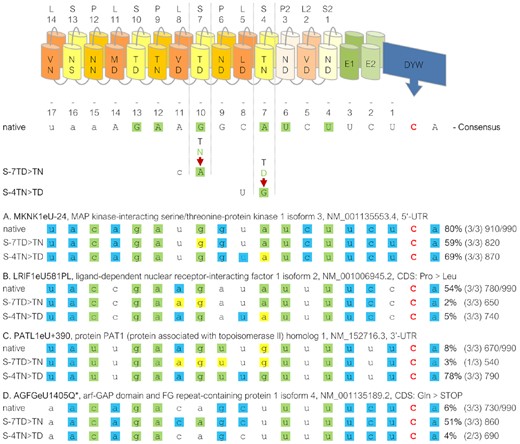 Shifts of editing efficiencies in PPR56 mutants. Examples of four selected off-targets in mRNAs for MKNK1 isoform 3 (A), LRIF1 isoform 2 (B), PATL1 (C) and AGFG isoform 4 (D) that are shared between the native PPR56 and the two mutant data sets S-7TD > TN and S-4TN > TD, respectively. The PPR array indicating P-, L- and S-type PPRs and the crucial positions 5 and L for each PPR are indicated on top. A consensus derived from the off-target conservation profile (Figure 6) of native PPR56 is shown below with nucleotide preferences below the 40% threshold shown with small letters. Differences between the two mutants are shown below and matches according to the PPR-RNA binding code are highlighted in green. For the selected off-targets, green shading indicates fit to the PPR-RNA code, blue shading indicates additional fits to the respective PPR56 consensus and yellow shadings indicate disfavored fit by the three different PPR56 proteins. Numbers indicate average percentage of RNA editing observed (bold) in a respective number of up to three replicates (Supplementary Table S4). Arbitrary total matching scores are indicated at the ends of the respective lines. Matching scores are calculated as the sum of individual percentages for each position in the consensus profile that is occupied with a nucleotide dominating at least 40% in steps of 10% (see Figure 6A), resulting e.g. in a score of 40 for an A in position −14 or a score of 70 for a G in position −13. The total maximum possible score of 990 is indicated behind the slash.