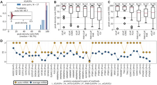 High-confidence detection of autogenous binding. (A) Inset: distribution of peak densities on MANE transcripts bound by hnRNPA1 with hnRNPA1’s own mRNA (percentile rank of 99.7) indicated with an asterisk. Main: histogram of percentile ranks (%R) of peak densities of own mRNAs for all 17 autogenously binding RBPs in iCLIP/Pir. (B) Overview of autogenous mRNA percentile ranks of peak densities for different method/peak-caller combinations. (C) Overview of autogenous mRNA percentile ranks of peak scores for different method/peak-caller combinations. (D) Interaction support index (ISI), defined as the number of method/peak-caller combinations supporting a given mRNA–protein interaction, for all RBPs that were studied by at least two methods. Autogenous mRNAs (yellow) are evaluated for interaction with their own protein in all pairwise method combinations and compared with the average over all mRNAs (blue); in only 2 of 44 combinations (4.5%) was no support for the autogenous interaction found.