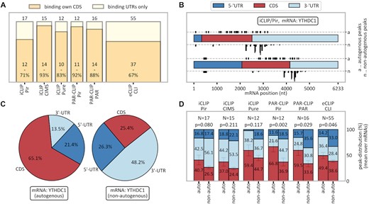 Preferential occurrence of autogenous interactions in CDS regions. (A) Fraction of CDS-binding proteins among autogenously binding RBPs in different method/peak-caller combinations. (B) Actual (top) and length-normalized (bottom) distribution of YTHDC1’s cross-link peaks in its own mRNA (a) as compared with peaks in the same mRNA when binding to other RBPs (n; stacked). (C) Length-normalized probability of finding cross-link peaks in YTHDC1 mRNA in the three genomic contexts for the YTHDC1 protein it encodes (left) and all other RBPs with which it interacts (average values, right). (D) The average length-normalized probability of finding cross-link peaks in different genomic contexts over each method/peak-caller combination's autogenously binding RBPs. The P-value refers to the one-sided paired t-test for the comparison of CDS values (red bars), indicating enriched CDS binding in autogenous mRNA–RBP combinations. Error bars refer to the standard error of the mean. The color scheme is the same as in (B). See also Supplementary Figures S3, S4, S5, S6 and S8E.
