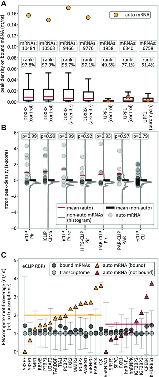 Analysis of translational proximity and motif coverage. (A) Autogenous binding in DDX3X and UPF1 in the presence of translation-inhibiting drugs (arsenite or puromycin) as compared with controls on either an absolute (peak density, yellow dots) or a relative scale (percentile rank). (B) Intron-binding analysis for different peak caller–method combinations, where each RBP’s intron peak density with its own (pre-)mRNA is given as a z-score (gray dots) relative to mRNAs bound with similar peak densities in UTRs (±10%) or relative to the 20 closest mRNAs instead. The average z-score is expected to be 0 for the mean of the references (black lines) or, under the hypothesis that the UTRs of own mRNAs were bound due to translational proximity, negative for own mRNA’s introns (red lines). According to the one-sided P-value, the null hypothesis (not lower) cannot be rejected. (C) Contribution of RBMs (RNAcompete) to binding in eCLIP. Nucleotide sequences of bound RNAs (black dots) show an increased motif coverage relative to the transcriptome. There is no significant difference between autogenously-binding (yellow line) and non autogenously-binding (red line) mRNAs (P = 0.25, two-sided t-test). Error bars indicate ±SD.
