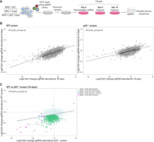 CRISPR/Cas9 screens to identify toxic DSB locations in the genome. (A) Schematic representation of the genome-wide CRISPR/Cas9 screen to identify the toxicity of DSBs, using a library of 6237 single cutting sgRNAs in RPE-1 WT, RPE-1 cells expressing Cas9 and p53-/- RPE-1 cells expressing Cas9. (B) Correlation plot showing the fold-change of sgRNA abundance after 8 and 16 days, normalized to control in p53-wildtype and p53-deficient cells. Depicted is the mean of three independent screen replicates. (C) Correlation plot showing the fold-change of sgRNA abundance at 16 days between p53-wildtype and p53- deficient cells. Indicating the sgRNAs dropping out in both screens (Padj < 0.05, magenta), only in the p53-wildype screen (Padj < 0.05, green) or only dropping out in the p53- deficient screen (Padj < 0.05, blue).