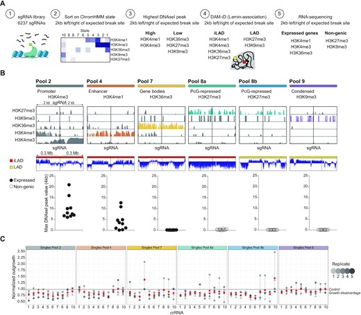 Data-driven framework to design CRISPR/Cas9 crRNA pools targeting specific chromatin features. (A) Strategy to computationally select 10 crRNAs located within the same chromatin environment. (B) Depiction of the six computationally computed crRNA pools. One representative crRNA of each pool showing the respective ChIP-seq signal 2 kb upstream and downstream of the DSB. LAD or iLAD signal is depicted for regions of 0.3Mb upstream and downstream of the DSB. Lastly, the graph on the bottom indicates the maximum DNAseI hypersensitive peak value within 2 kb upstream and downstream of the DSB for all crRNAs that belong to the indicated pool. (C) Cellular outgrowth 7 days after transfection of the corresponding single crRNAs into RPE-1 iCut cells. Outgrowth was measured and quantified using crystal violet (see methods). Mean (red) ± s.d. of at least three independent experiments.