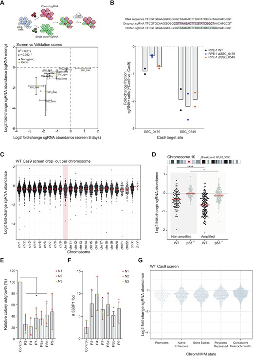 Toxicity of CRISPR/Cas9-mediated DSBs is mainly determined by the amount of DSBs induced, rather than the respective chromatin environment. (A) RPE-1 cells were infected with a non-targeting (control) sgRNA (co-expressing mCherry) or with a single cutter sgRNA (co-expressing sfGFP). After selection of sgRNA-infected cells, mCherry+ and sfGFP+ cells were mixed and infected with Cas9 virus or left untreated. mCherry:sfGFP ratios were calculated on day 0 and day 7. The fold-change in sgRNA abundance of this mixing experiment was compared to the fold-change of the corresponding sgRNAs on day 8 of the screen (Figure 1A,B). Mean ± s.d. (B) Off-target activity is measured in a mixing experiment similarly to (A). First, cell lines with individually mutated target sites were generated by transfection of crRNA:Cas9 complexes that create indels into the original target site (indicated on top). These mutated cell lines are then infected with control sgRNAs (co-expressing mCherry) and a single cutting sgRNA (co-expressing sfGFP). The fold-change of two independent replicates is plotted for two sgRNA hits from the screen ± s.d. (C) Fold-change of sgRNA abundance in wild-type Cas9-expressing RPE-1 cells, on day 16 of the screen, plotted per chromosome. (D) Fold-change of sgRNA abundance in wild-type and p53-deficient RPE-1 cells expressing Cas9, at 16 days of the screens, for all sgRNAs targeting chromosome 10. The amplification of a part of the q-ARM starts at chr10:60780000 (Hg19). (E) Quantification of the relative colony outgrowth 6 days after transfection with either of the 6 crRNA pools crRNAs that each contain 10 crRNAs (Figure C&D). Mean of three independent replicates ± s.d. Significance was calculated using an unpaired Student's t-test, * P ≤ 0.05. (F) Quantification of the number of 53BP1 foci 24h after crRNA transfection of pooled crRNAs. The mean ± s.d. was determined from three independent replicates. (G) Fold-change of sgRNA abundance in Cas9-expressing wild-type RPE-1 cells, on day 16 of the screens, separated based on the ChromHMM state of the target region (as determined in Figure 1C&D and see methods). The mean value is plotted in red.