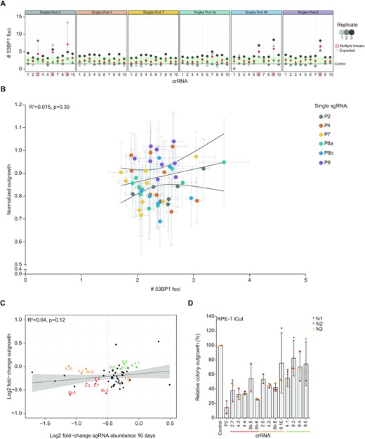 Heterogeneity in toxicity after transfection of different single cutting crRNAs. (A) Quantification of the number of 53BP1 foci per cell, 24h after transfection of individual crRNAs from all six pools. Based on these results, we consider crRNAs to induce off-target DSBs in case the number of 53BP1 foci in each replicate exceeds the boundaries of the s.d. within the experiment. Mean (red) ± s.d. of three independent experiments. (B) Correlation plot between normalized outgrowth and the number of 53BP1 foci after crRNA transfection. Both measurements were performed within the same transfection (Mean ± s.d. of at least three independent experiments). (C) Correlation plot comparing the fold-change of sgRNA abundance on day 16 in the screen and the fold-change in outgrowth of RPE-1 cells transfected with each of the 60 single crRNAs (Figure 1E). Color-coded by the reduction in outgrowth: severe reduction in outgrowth in both approaches (red), reduction in outgrowth in one of the two (orange), no effect on outgrowth (green). (D) Relative colony outgrowth of RPE-1 iCut cells after transfection with single cutting crRNAs selected from (C). Mean ± s.d. of three independent experiments.