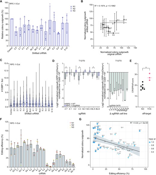 The toxicity of a CRISPR/Cas9 mediated DSB is mainly determined by Cas9 cutting efficiency. (A) Relative colony outgrowth of RPE-1 iCut cells 7 days after transfection with the shifted single cutting crRNA. Mean ± s.d. of three independent experiments. (B) Pearson correlation between the normalized colony outgrowth of the original crRNA (depicted in Figure 1E) and the corresponding shifted crRNA as measured in (A). (C) Quantification of the number of 53BP1 foci for the shifted single cutting crRNA 24h after crRNA transfection. (D) WT RPE-1 and RPE-1 cells in which individual sgRNA targets were mutated, were infected with a control sgRNA (NT, co-expressing mCherry) or a single cutter sgRNA (co-expressing sfGFP) and mixed 1:1, allowing for off-target cutting evaluation (WT and mutated cells with single cutting sgRNAs on the left, mutated cells with sgRNA SSC_0479 on the right). mCherry and sfGFP ratios were assessed before and 12 days after Cas9 expression. The relative ratio, normalized over Cas9- cells is plotted. The mean of three independent experiments is shown ± s.d. (E) CRISPRoff score (indicating the efficiency of editing the predicted off-target sites) was plotted for all sgRNAs that were used for two independent off-target assessment experiments (Figures 3B and 5D). Significance was calculated using an unpaired Student t-test, ** p ≤ 0.05. (F) Editing efficiency of RPE-1 iCut cells after transfection with single cutting crRNAs was determined by TIDE. Depicted are three independent replicates ± s.d. (G) Correlation plot comparing the colony outgrowth after transfection of single crRNAs and the corresponding editing efficiency as measured in (F). The analysis is performed using a linear regression model.