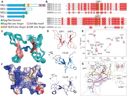NMR-based structure of GRF domains in complex with ssDNA. (A) Schematics of the domain organisation of NEIL3, NEIL2, NEIL1, NEI/Fpg domain (blue), two GRF domains GRF1 and GRF2 (pink blocks) NEIL3 are located at the C-terminus, schematics bacterial fpg added for comparison. (B) Sequence alignment of GRF 1&2 from different organisms in comparison with single GRF domain from hAPEX2. Asterisks denote the GRF motif. (C) NMR ensemble of mouse GRF 1&2 pseudo dimer (loops in pink, b-sheets in magenta, and linking a-helix in cyan) (PDB ID 7OMK, Supplementary Table S1). (D) A comparison of inter-domain rearrangements of mouse NEIL3 GRF 1&2 (pink) and human NEIL3 GRF1&2 domains, two dimer molecules were present in the asymmetric unit of crystal structure PDB ID-7JL5 (light and dark blue) (35), human GRF1 was aligned to mouse GRF1, the angle difference for GRF2 (chain A) was 43.9° with lateral displacement of 9.5Å and GRF2 (chain B) was 61.4° with a displacement of 11.2 Å. (E) Selected 1H–15N HSQC spectral overlay of free mGRF (black cross-peaks) and GRF:ssDNA complex (red cross-peaks). (F) Electrostatic surface potential of GRF:ssDNA complex (ssDNA yellow sticks). (G) Detail of the residues responsible for GRF:DNA interaction (R518, V520, (R521) and W547 from panel (E) and highest chemical shift perturbations shown as the gradient of magenta (more detail is shown in Supplementary Figure S3).