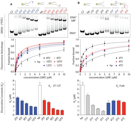GRF domain, DNA binding from single-stranded DNA to recognition of DNA fork. Binding of GRF1&2 to FAM-labelled (star) DNA duplexes with 3′ (blue) and 5′ (red) ssDNA overhangs. (A) Comparative binding of GRF to DNA with different lengths of 3′ and 5′ overhangs. The KD value decreases with increasing 3′ and 5′ overhang length. (B) Binding of replication fork vs. ssDNA overhangs. Binding assays were performed in triplicates and data were plotted as mean ± SD. Native EMSA of GRF:DNA binding without a fluorescent dye is shown in Supplementary Figure S4 and further data; e.g. KD values and the remaining binding curves and raw fluorescence and anisotropies are shown in Supplementary Figure S5. The alternative fit with two-site model is shown Supplementary Figure S6.
