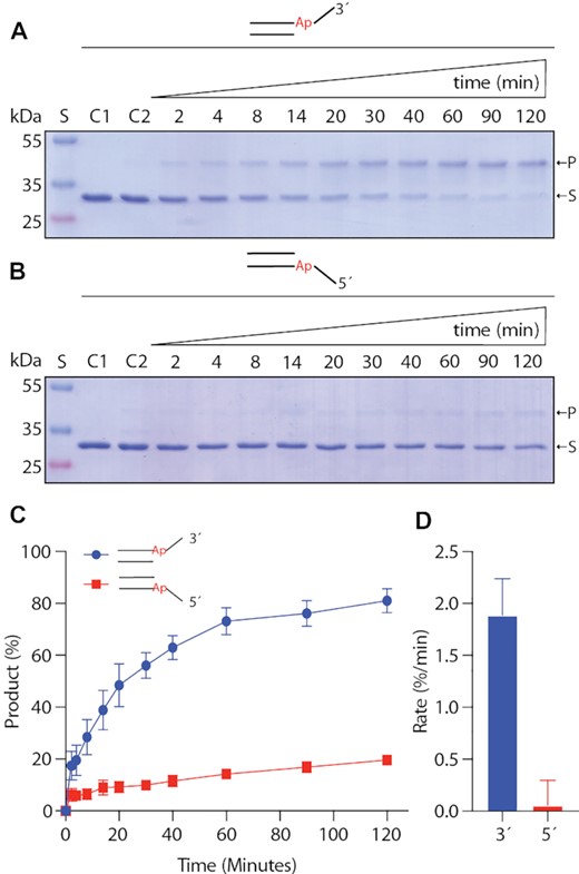 NEIL3 enzymatic assays with native Ap site within dsDNA with 3′- or 5′-overhangs. Enzymatic reactions of the mNEIL3 NEI domain with DNA with (A) 3′-overhangs (B) 5′-overhangs. Reactions were captured by the formation of the covalent intermediate by reducing the Schiff-base with NaBH3CN and resolved on 15% SDS-PAGE. (C) Gels bands corresponding to the substrate (S) and products (P) were quantified and plotted against reaction time. (D) Initial rates were calculated and plotted. Reactions were repeated in triplicates. The error is an SD (standard deviation).