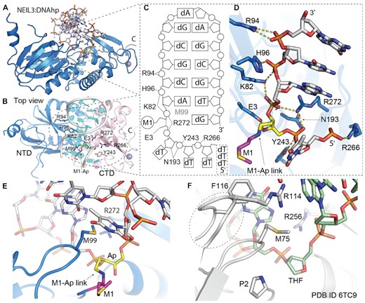 Crystal structure of trapped mouse NEIL3:ssDNAhp complex; DNA hairpin with 5′ overhang. (A) Overall structure of NEI glycosylase domain (light blue PDB ID 7Z5A) trapped in complex with DNA hairpin. (B) Top view on the NEIL3:DNA complex with highlighted residues involved in DNA interaction (sticks) N-terminal and C-terminal domains (NTD light blue and CTD in light pink). (C) Scheme of the interactions between DNA and NEI domain, M99 is intercalated between the Ap site and an orphan base. Structural representation of NEI residues directly involved in interaction with DNA. (D) Detail of the DNA binding pocket with reduced Shiff-base between methionine (M1) and Ap-site (M-Ap link). (E, F) A comparison of the active site of mouse NEIL3 glycosylase and bacterial fpg; fpg:dsDNA complex (PDB ID: 6TC9) with the Ap site analogue (THF), the typical residues for Nei/Fpg, here F116, R114, M75 inserted in the place of the damaged base. Two of these residues (R114&F116) are missing in the case of NEIL3 (38). For further comparison of mNEIL3 NEI domain and bacterial Fpg protein that undergoes a conformational change upon DNA binding the Supplementary Figure S9.