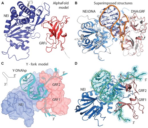 From the AlphaFold model and our NEI and GRFs DNA complexes to recognition of DNA replication fork. (A) AlphaFold (AF) model of NEI (blue) and GRF1&2 domains (red). (B) Superimposed crystal structure of NEI:hpDNA (light blue) and NMR model GRF1&2 (light red) with ssDNA on AF model (here white), DNA backbones (orange). (C) Schematics of an experimentally driven model where one replication DNA fork is recognised by NEI&GRFs based on AF interdomain positions. (D) cartoon representation of the model of Y-DNA:NEI&GRFs complex.