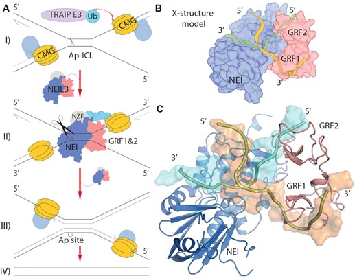 DNA X-structure of replication-coupled DNA repair of the Ap-ICL. (A) A model of replication coupled repair of the Ap-ICL (32). I) Two replication forks stall upon the crosslink. The CMG helicase (yellow) is ubiquitylated by TRAIP1 (light purple). Ubiquitin chains recruit NEIL3 (NEI, GRFs, NZF; blue, red, slate) II) NEIL3 recognition of the double fork, the DNA X-structure at Ap-ICL. III) The Ap-ICL has been unhooked, followed by further steps of the repair. IV) Finally, repaired daughter strands (19,32). (B) Schematics of design of the model. (C) Final model of NEIL3 bound to the X-structure, experimentally driven model of stalled replication fork on the Ap-ICL recognised by NEI (blue) and GRF1&2 (red) domains of NEIL3 glycosylase. Damaged DNA strand containing Ap-site leading to the crosslink (cyan), undamaged strand (orange)