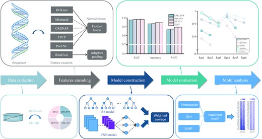 The overall flowchart of iPro-WAEL.
