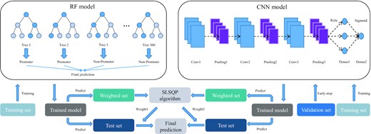 The architectures of iPro-WAEL. The RF model contains 300 trees and the CNN model contains three convolutional layers, three max pooling layers and two dense layers. The details of the parameters are introduced later.