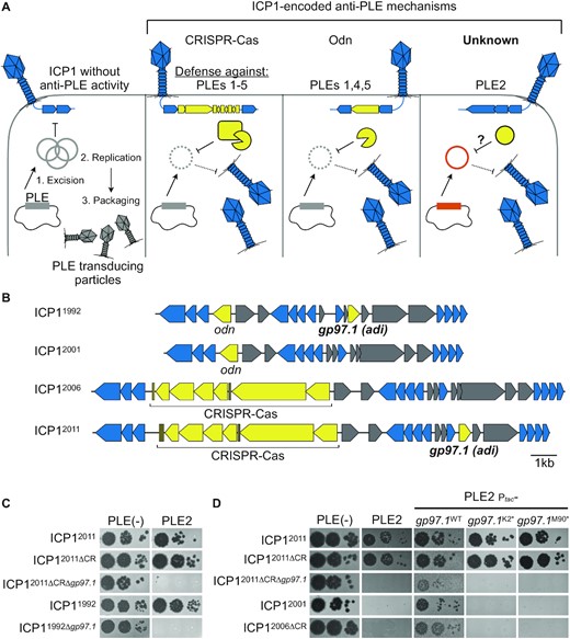 ICP1 isolates encoding adi (gp97.1) overcome PLE2-mediated anti-phage activity. (A) Schematic of the molecular warfare between Phage-inducible chromosomal island-Like Element (PLE) and the predatory bacteriophage, ICP1. ICP1 infection of PLE(+) V. cholerae triggers PLE excision and replication. PLE blocks phage production and packages its genome into transducing particles derived from ICP1 components that are released upon cell lysis. ICP1 overcomes PLE’s anti-phage activity by deploying nucleases: some isolates of ICP1 encode CRISPR-Cas which defends against PLEs 1–5 (13,18). Alternatively, ICP1 can encode the origin-directed nuclease (Odn) that defends against PLEs 1,4 and 5, but not PLE2 or PLE3 (22). A CRISPR(–) derivative of ICP12011 was shown to successfully replicate in the presence of PLE2 specifically (13), suggesting an unknown mechanism for ICP1 to defend against PLE2 (‘Unknown’ right panel). There are ten PLEs known, however, the models above are based on experimental host range information available for PLEs 1–5 (13,22). (B) Genomic organization of the regions of the ICP1 phage genome encoding anti-PLE mechanisms in representative isolates. Genes represented by blue arrows are conserved in all ICP1 isolates sequenced to date (23), while accessory genes in yellow have anti-PLE activity. Genes shown in gray are accessory genes that co-vary with the genes involved in countering PLE. (C) Ten-fold serial dilutions of various ICP1 isolates encoding gp97.1 and CRISPR (CR) and or their mutant derivatives spotted onto permissive PLE(–) or PLE2(+) V. cholerae (bacterial lawns in gray, zones of killing are shown in black). (D) Ten-fold serial dilutions of various ICP1 isolates spotted onto the V. cholerae host indicated (bacterial lawns in gray, zones of killing are shown in black). Ptac-gp97.1 is the plasmid expression construct to express Gp97.1 in trans, which was either wild-type (WT) Gp97.1 or engineered to possess a premature stop codon at amino acid position +1 or +89, resulting in K2* or M90*, respectively. Spot assays were performed in biological triplicate, and a single representative image is shown. For (B–D), the year of isolation for each ICP1 isolate is used as shorthand to differentiate unique isolates (full isolate details provided in Supplementary Table S1).