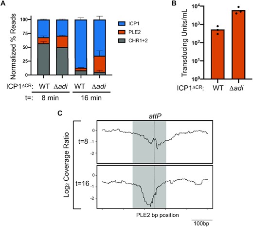Genome replication dynamics following ICP1 infection of PLE2(+) V. cholerae are indicative of Adi-mediated nuclease activity targeting the PLE2 mobilization product, attP. (A) Percent DNA read abundances normalized to the element's length for PLE2, both V. cholerae chromosomes (CHR1 + 2), and ICP1 at the time point indicated (in minutes) following infection by ICP1 ΔCRISPR (ΔCR) harboring wild-type adi (WT) or the Δadi derivative. Bar height is the mean of two biological replicates. (B) Transduction of PLE2 following infection with ICP1 or the Δadi derivative. Bar height represents the mean of three biological replicates and each dot is a measurement from an independent assay. (C) The log2-transformed coverage ratio across the PLE2 genome (relative position shown on the X axis) following infection by Δadi or WT ICP1 over the course of infection. The largest coverage ratio dropout is focused on the 500bp region surrounding attP and represents the average of two replicates. The region comprising the circularization junction, attP, is highlighted in grey with the dashed vertical line indicating the crossover junction between attL x attR to form attP.