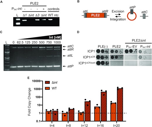 The PLE2 integrase is necessary for adi(+) ICP1 to antagonize PLE2. (A) Agarose gel showing the circularization PCR of PLE2 derivatives lacking ORFs and complemented with a plasmid expressing int as indicated, following phage infection (ORFs 1 and 3 flank the integrase and were also tested). Controls on the right show circularization of wild-type PLE2 following ICP1 infection (WT) and a no template control (ntc) for the PCR. (B) Schematic of PLE2 integrated into the chromosome with attL and attR denoting the attachment sites flanking the PLE. Excision of PLE2 upon ICP1 infection results in formation of attP and attC for the attachment sites on the PLE and the chromosome, respectively. For excision, Int, att sites, and recombination directionality factor (RDF) are required. For integration, only the Int and att sites are required. (C) Agarose gel showing products from in vitro DNA recombination assays of attC and attP (integration) at increasing Int concentrations (as indicated above the gel). The input templates and recombination products (attL and attR) are labeled on the right. (D) Ten-fold serial dilutions of adi(+) ICP1 and the ΔCRISPR (CR), ΔCRΔadi derivatives spotted on PLE(–), PLE2(+) and PLE2Δint V. cholerae containing an empty vector (EV) or plasmid expressing int under an inducible promoter. Complemented PLE2Δint V. cholerae were grown and plated with inducer (bacterial lawns in gray, zones of killing are shown in black). (E) Replication efficiency of wild-type (WT) PLE2 and the Δint derivative in V. cholerae host strains calculated as the fold change in PLE2 DNA copy at the time indicated (in minutes) following infection with adi(+) ICP1ΔCR as assessed by qPCR. For (A) and (C), L indicates the ladder.