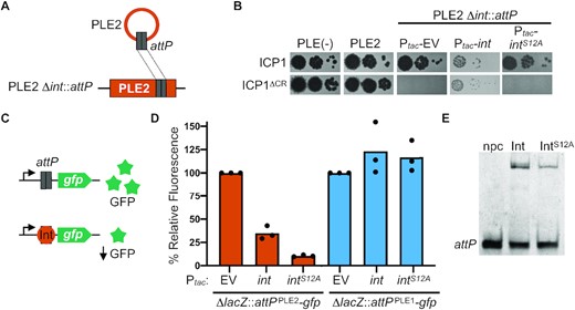 PLE2 attP and catalytic activity of the PLE integrase are required for adi(+) ICP1 to antagonize PLE2. (A) Schematic of PLE2 Δint::attP construct (bottom) with attP cloned into PLE2 Δint. The cartoon of circularized PLE2 is shown as a reference to indicate the formation of attP upon ICP1 infection, which was then cloned into PLE2 Δint. (B) Ten-fold serial dilutions of adi(+) ICP1 and the ΔCRISPR (ΔCR) derivative spotted on PLE(–), PLE2(+) or PLE2Δint::attP containing an empty vector (EV) or plasmid expressing int or intS12A under an inducible promoter grown and plated with inducer (bacterial lawns in gray, zones of killing are shown in black). (C) Schematic of the in vivo green fluorescence protein (GFP) reporter assay. Steric hindrance by proteins that bind DNA in the region between the constitutive promoter and gfp result in lower levels of GFP expression. The DNA used to test protein binding is the excision product attP of either PLE2 or PLE1, denoted as attPPLE2 and attPPLE1 in panel (D), respectively. (D) V. cholerae cells with either attPPLE2 or attPPLE1 containing an empty vector (EV) or plasmid expressing int or intS12A under an inducible promoter were grown with inducer. Relative fluorescence of int and intS12A to the empty vector control is shown. Bar height is the mean of three biological replicates and each dot is a measurement from an independent assay. The empty vector control (set at 100%) is shown for reference. (E) Electrophoretic mobility shift assay (EMSA) using a probe harboring attP incubated without protein (npc), with purified Int or IntS12A.