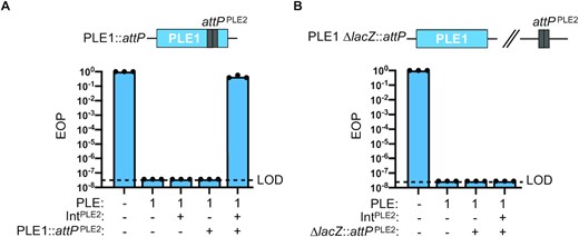 PLE2 Int and attP are required to sensitize PLE1 to ICP1 phage infection. (A) Schematic showing relevant construct design of PLE1::attP wherein PLE2 attP was engineered into PLE1. Efficiency of plaquing (EOP) of adi(+) ICP1 ΔCRISPR on V. cholerae with the PLE indicated. The presence of an induced plasmid expressing Int from PLE2 is indicated by +/–Int, and the presence of PLE2 attP in PLE1 (as in schematic) is indicated by +/–attP. EOPs were calculated relative to a permissive PLE(–) host (shown at left for reference). Bar height is the mean of three biological replicates and each dot is a measurement from an independent assay. The dashed line indicates the limit of detection (LOD) for this assay. (B) Schematic showing relevant construct design for PLE2 attP cloned in a neutral location (lacZ) in the V. cholerae chromosome. EOP (as in panel A) except PLE2 attP is cloned into lacZ. Bar height is the mean of three biological replicates and each dot is a measurement from an independent assay. The dashed line indicates the limit of detection (LOD) for this assay.