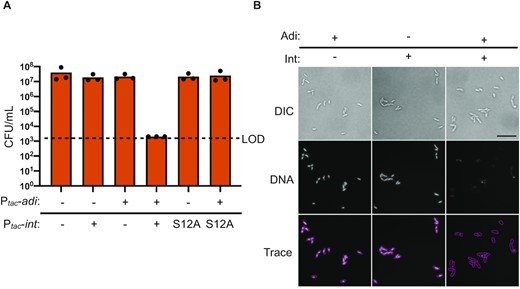 Co-expression of int and adi results in destructive nuclease activity in V. cholerae. (A) Cell viability as measured by colony forming units (CFU) per ml of V. cholerae expressing int, intS12A, or an empty expression construct (–) in the chromosome with an empty vector plasmid (–) or plasmid expressing adi as indicated. Dashed line indicates the limit of detection (LOD). Bar height is the mean of three biological replicates and each dot is a measurement from an independent assay. (B) Representative images of differential interference contrast (DIC) light microscopy and fluorescence microscopy of V. cholerae cells induced to express either int, adi, or both for 20 min followed by aldehyde fixation and staining with Hoechst DNA stain. Cells were imaged at 100x magnification with white light (DIC) or DAPI filter (DNA). Scale bar represents 10 microns. Traces were generated manually from matched overlayed DIC and DNA images. Slides were prepared and imaged from three independent biological replicates in technical duplicate and blinded prior to imaging.