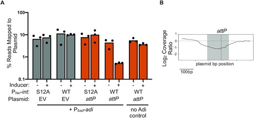 Co-expression of int and adi targets plasmids in an attP-dependent manner. (A) Percent reads abundance mapped to the plasmid indicated prior to induction (–) and 20 min post-induction (+) in V. cholerae strains induced to express either int or intS12A and adi. Strains had either an empty vector control (EV) or plasmid containing the PLE2 attP target sequence. Bar height is the mean of three biological replicates and each dot is a measurement from an independent assay. (B) Log2-transformed sequence coverage ratio across plasmid containing attP (relative position shown on the X axis) following induction of int and adi by showing the most prominent coverage drop detected compared to induction of intS12A and adi 20 min post-induction. The largest coverage ratio dropout is focused on the 500bp region surrounding attP and represents the average of three replicates. The region comprising the circularization junction, attP, is highlighted in grey with the dashed vertical line indicating the crossover junction between attL x attR to form attP.