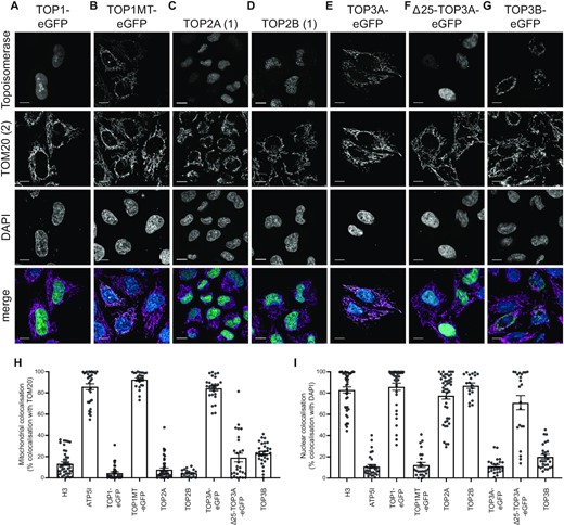 Subcellular localisation of human topoisomerases using Airyscan laser scanning microscopy. (A–G) Representative images showing the cellular localisation in cultured HeLa cells of (A) TOP1, (B) TOP1MT, (C) TOP2A, (D) TOP2B, (E) full-length TOP3A, (F) TOP3A lacking the N-terminal 25 amino acid mitochondrial targeting sequence (Δ25-TOP3A) and (G) TOP3B. TOP2A and TOP2B are imaged using antibodies specific to the endogenous proteins. All others are expressed as a fusion with C-terminal eGFP and imaged using GFP fluorescence. Images are shown as single-channel greyscale images for each topoisomerase (row 1), the mitochondrial marker TOM20 (row 2), DAPI (row 3), and a merge image (row 4, with the topoisomerase in green, TOM20 in magenta, and DAPI in blue). All scale bars represent 10 μm. (H, I) Quantification of the co-localisation of topoisomerase signal as in (A–G) with the mitochondrial marker TOM20 (H) or the nuclear marker DAPI (I). ATP5I is used as a positive control for mitochondrial co-localisation, and H3 is used as a positive control for nuclear co-localisation. Each data point represents one individual cell.