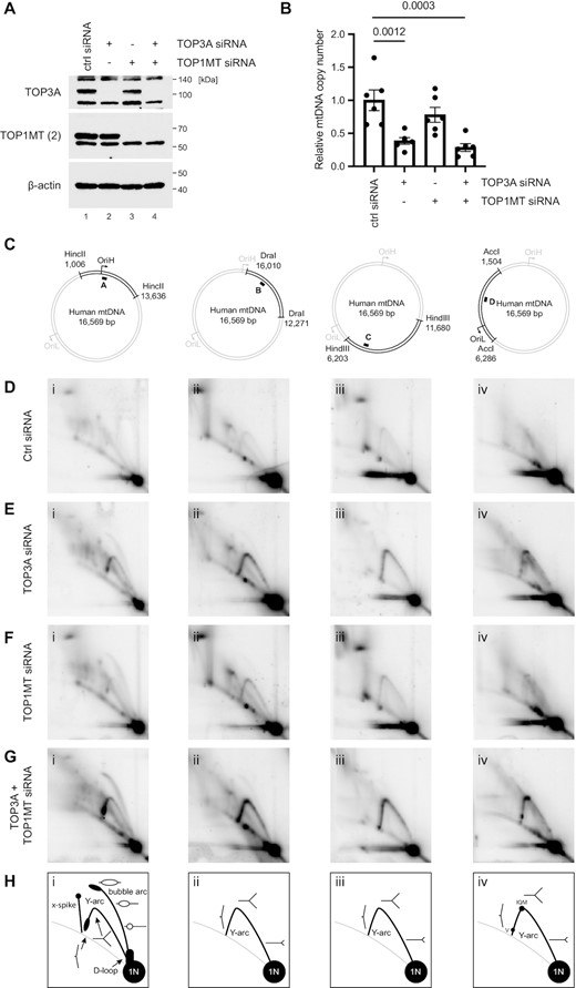 Loss of TOP3A or TOP1MT impairs mtDNA replication progression. (A) Western blot of HeLa cell lysates following siRNA depletion of TOP3A and TOP1MT, either alone or in combination. β-actin is used as a loading control. (B) mtDNA copy number in TOP3A and TOP1MT-depleted cells as in (A) measured using qPCR. Copy number is expressed as the level of an mtDNA-specific amplicon (ND1) normalised to the level of a nuclear amplicon (B2M) normalised to the control siRNA sample. Plot shows mean values, n = 6, error bars represent ± SEM, p values are given from one-way ANOVA. (C-H) Mitochondrial DNA replication patterns in topoisomerase-depleted analysed using 2DNAGE. (C) mtDNA was restricted using the indicated enzymes. The black bar indicates the location of the probe. (D–G) 2DNAGE blots of mtDNA in cells treated with control siRNA (D), TOP3A siRNA (E), TOP1MT siRNA (F) or TOP1MT + TOP3A siRNA (G). (H) Diagrams indicating prominent replication intermediates observed using 2DNAGE.