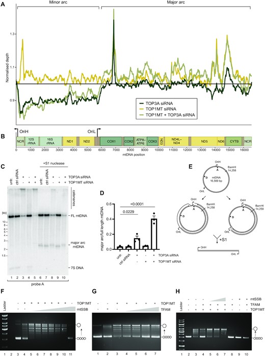 Topoisomerase-associated mtDNA replication phenotypes. (A) Normalised mtDNA whole genome sequencing coverage from topoisomerase-depleted HeLa cells. (B) Schematic of mtDNA indicating gene loci and mtDNA replication origins. (C) Southern blot of full-length and major arc mtDNA from topoisomerase-depleted cells. Total DNA was linearised with BamHI and then left untreated (lanes 1–5) or treated with S1 nuclease (lanes 6–10), then Southern blotted using probe A, which detects full-length mtDNA, the released major arc fragment, and 7S DNA. (D) Quantification of the proportion of major arc mtDNA produced by S1 nuclease treatment as in (C), normalised to the level of full-length mtDNA. Plot shows mean values, n = 3, error bars represent ± SEM, p values are given from one-way ANOVA. (E) Graphical representation of mtDNA structures potentially giving rise to phenotypes as in (C, D). (F–H) Effects of mtSSB and TFAM upon TOP1MT activity in vitro. (F) Negatively supercoiled pUC18 DNA was incubated with 25 nM recombinant TOP1MT either in the absence (lane 4) or the presence (lanes 5–10) of increasing concentrations of mtSSB (6.25, 12.5, 25, 50, 100 and 200 nM), separated by agarose gel electrophoresis, and stained using ethidium bromide. The migration of supercoiled and relaxed substrate DNA is indicated. (G) pUC18 DNA as in (F) was incubated with 50 nM recombinant TOP1MT in the absence (lane 3) or presence (lanes 4–7) of increasing concentrations of TFAM (5, 10, 25 and 50 nM). (H) pUC18 DNA as in (F) was incubated with 50 nM recombinant TOP1MT and 250 nM TFAM in the presence of different concentrations of mtSSB (125, 250 and 500 nM) as indicated.