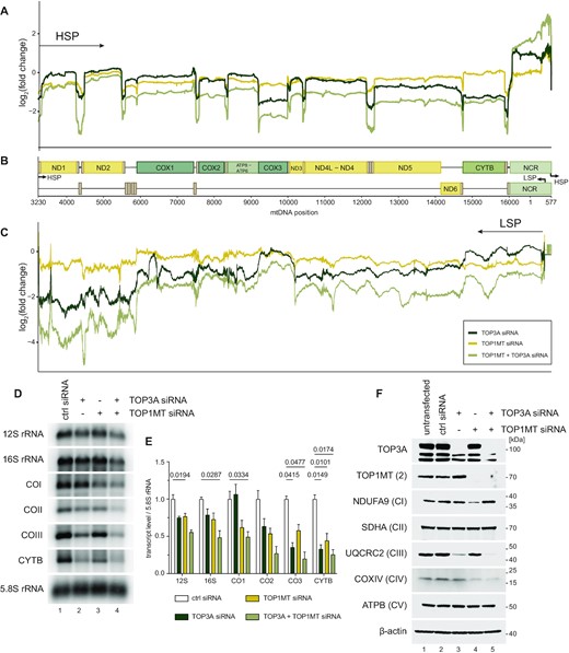 Loss of mitochondrial topoisomerases impairs mitochondrial gene expression. (A–C) RNA-seq coverage of mitochondrial transcripts following depletion of TOP3A and TOP1MT, alone or in combination, in HeLa cells. Depth profiles from HSP-derived transcripts (A) and LSP-derived transcripts (C) are shown normalised to control siRNA-treated cells. Gene and promoter loci are indicated in (B) Note that mt-rRNAs are depleted by the library preparation and so are omitted. (D) Representative northern blots of mitochondrial transcript levels in TOP3A and TOP1MT depleted cells as in (A-C). 5.8S rRNA is used as a loading control. (E) Quantification of mitochondrial RNA levels from northern blots as in (D). Data represent mean ± SEM, n = 3, p values are given from one-way ANOVA. (F) Levels of respiratory complex proteins following depletion of TOP3A and TOP1MT assessed using western blotting. One marker protein is used for each of complexes I–V (CI-CV), and β-actin is used as a loading control.
