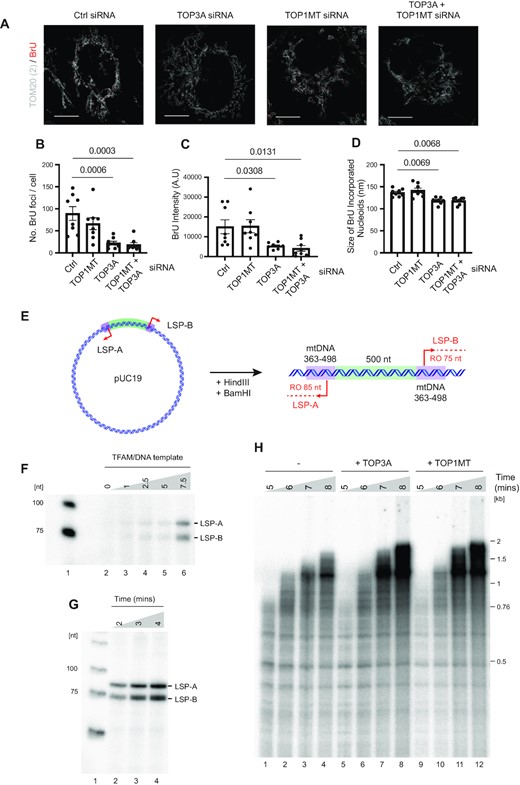 TOP3A and TOP1MT contribute to mitochondrial transcription progression. (A) Representative STED microscopy images showing co-staining of BrU incorporation (red) and mitochondria (TOM20, white) following the indicated siRNA treatments. (B–D) Quantifications of the number of BrU foci per cell (B), fluorescence intensity of BrU foci (C) and size of BrU foci (D) as in (A). Data represent mean measurements ± SEM, n = 8, p values from one-way ANOVA are indicated. (E–H) Construction and validation of a dual promoter template for in vitro mitochondrial transcription. (E) Diagram of the linearised template showing the expected size of runoff in vitro transcription products from LSP-A and LSP-B. (F) In vitro transcription reactions using the template as in (E), showing relative proportions of LSP-A and LSP-B transcription products. Reactions contained POLRMT, TFB2M, and increasing concentrations of TFAM as indicated (TFAM/DNA ratios of 0, 1, 2.5, 5 and 7.5, corresponding to 0, 4, 10, 20 and 30 nM TFAM respectively). (G) Time course of runoff in vitro transcription reactions using the dual promoter template as in (E). (H) In vitro transcription reactions using the supercoiled template as in (E). Reactions contained POLRMT, TFAM, TFB2M and TEFM in the absence (lanes 1–4) or presence of 40 nM TOP3A (lanes 5–8) or 10 nM TOP1MT (lanes 9–12) as indicated.