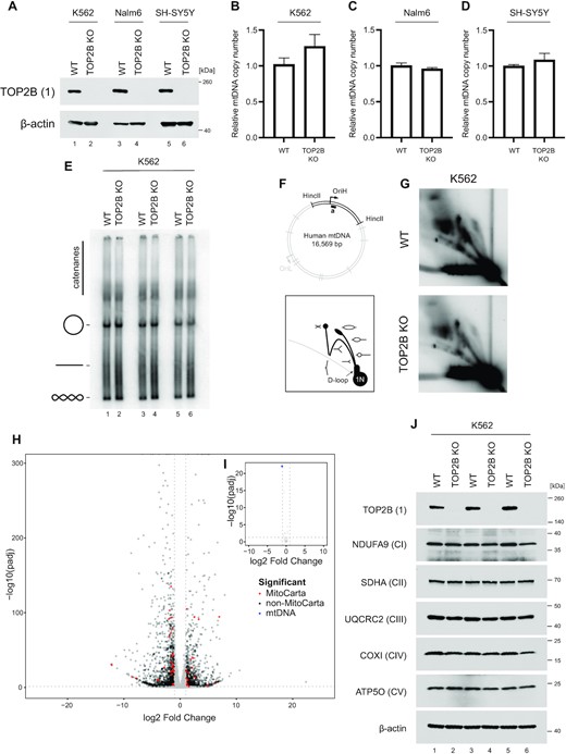 TOP2B does not directly contribute to mtDNA maintenance. (A) TOP2B knockout lines of Nalm6, K562, and SH-SY5Y were created using CRISPR-Cas9. TOP2B levels were assessed using western blotting; β-actin is used as a loading control. (B–D) mtDNA copy number in K562 (B), Nalm6 (C) and SH-SY5Y (D) WT and TOP2B knockout cells assessed using qPCR. The amplification of mtDNA (ND1) is normalised to the level of nuclear DNA (B2M) and normalised to the wild-type control. Bars represent mean values, n = 3, error bars represent ± SEM expressed relative to ratios. (E) mtDNA topology following knockout of TOP2B in K562 cells. Uncut mtDNA was separated on agarose gels and Southern blotted using an mtDNA-specific probe. The migration of open-circle form, linear and supercoiled mtDNA is indicated. (F–G) Assessment of mtDNA replication patterns in WT and TOP2B knockout K562 cells assessed using 2DNAGE. The diagram indicates the location of the analysed HincII restriction fragment and probe (top panel) and schematic of observed mtDNA replication intermediates (bottom panel). (H) Volcano plot showing expression of nuclear-encoded genes in SH-SY5Y TOP2B knockout cells relative to a WT control. Differentially expressed genes (log2FC > 1, –log10(Padj) > 0.05) are coloured red or black according to their presence or absence (respectively) in MitoCarta. (I) Volcano plot showing the expression of mtDNA-encoded genes in SH-SY5Y TOP2B knockout cells as in (H). Differentially-expressed genes are coloured in blue. (J) Levels of respiratory chain complex proteins following knockout of TOP2B in K562 cells assessed using western blotting. One marker protein is used for each of complexes I–V, and β-actin is used as a loading control. Replicates represent separate protein extractions from sequential passages of each cell line.