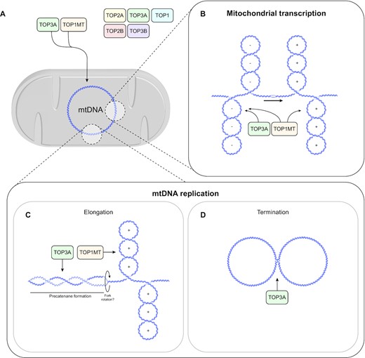 Model for topoisomerase roles in mtDNA topology maintenance. (A) TOP1MT and TOP3A localise to the mitochondrial matrix in human cells. (B) TOP3A facilitates processive mitochondrial transcription, presumably through the removal of negative supercoiling, together with TOP1MT. (C) TOP3A and TOP1MT removing supercoiling during mtDNA replication, which promotes replication fork progression. (D) TOP3A is required for the decatenation of mtDNA replication products.