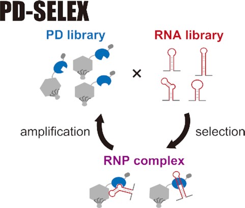 Library-vs-library selection of RNA and RNA-binding protein (RBP) resulted in orthogonal RNA–RBP pairs with picomolar affinity and high selectivity.
