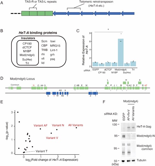 Mod(mdg4) restricts HeT-A expression in a variant-specific manner. (A) Schematic representation of a typical D. melanogaster telomere/subtelomere structure. On the right arms of chromosomes 2 and 3, the subtelomeres contain several TAS-R sequences and on the left arms of chromosomes 2 and 3, the subtelomeres contain several TAS-L sequences. Next to these subtelomeric TAS-R/L repeats, telomeric retrotransposons, such as HeT-A are connected unidirectionally. (B) Protein list with significant ChIP-seq peaks on HeT-A as revealed by the ChIP-Atlas (Oki et al., 2018). Insulator proteins are highlighted by an inner rectangle. (C) siRNA knockdown (KD) screening for insulator genes in OSC, followed by qRT-PCR of HeT-A transcript expression levels. Values on the y-axis were normalized to RP49 (n = 3). Each dot indicates the value obtained from different experiments. Asterisks indicate P < 0.05 in the two-sided t-test. (D) Schematic diagram of Mod(mdg4) locus. Mod(mdg4) has four common exons and 31 variant-specific exons. The names of the variants are indicated on the exons. Variants of interest are highlighted in red. (E) Volcano plot showing HeT-A expression level measured by qRT-PCR and the corresponding significance upon KD using siRNA targeting 19 Mod(mdg4) variants and all variants. Three variants (variant N, V, and AF) that upregulate HeT-A upon KD are labeled. Each dot represents the KD of the different variants (n = 3). The x-axis is the log2 ratio, and the y-axis is the log10 ratio. (F) Western blotting showing protein levels of tubulin (loading control), total Mod(mdg4), Mod(mdg4)-N, and HeT-A Gag upon the KD of EGFP (control), Mod(mdg4)-AF + N + V, or all Mod(mdg4) variants. The molecular weight (MW) is indicated on the left side of each image.