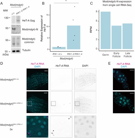 Mod(mdg4)-N plays a critical role in HeT-A repression in the follicle cells of the ovaries. (A) Western blots showing protein levels of HeT-A Gag, Mod(mdg4)-N, total Mod(mdg4), and tubulin (loading control) in ovaries of wild-type (+/+; OregonR) or trans-heterozygous Mod(mdg4)RN1-2/RN1-4 mutants. The molecular weight (MW) is indicated on the left side of each image. (B) Bar plot showing HeT-A expression as measured by RT-qPCR. Values on the y-axis were normalized to RP49 (n = 4). Each dot indicates the value obtained from different experiments. Asterisks indicate p < 0.05 in the two-sided t-test. (C) Bar plot showing Mod(mdg4)-N expression in germ cells, early follicles, and late follicle cells obtained from single-cell RNA-seq data from Jevitt et al. (73). The y-axis indicates the RPM for these cell types. (D) RNA-FISH images of stage 13–14 egg chambers. Images show DAPI staining (right), HeT-A RNA FISH (middle), and merging of the two (left). The bottom images are enlarged images of the Mod(mdg4)-NRN1-2/1–4 mutants. Black arrows indicate HeT-A foci. (E) RNA-FISH images of stage 5–7 egg chambers. The egg chambers were stained with DAPI (cyan) and HeT-A RNA FISH (magenta).