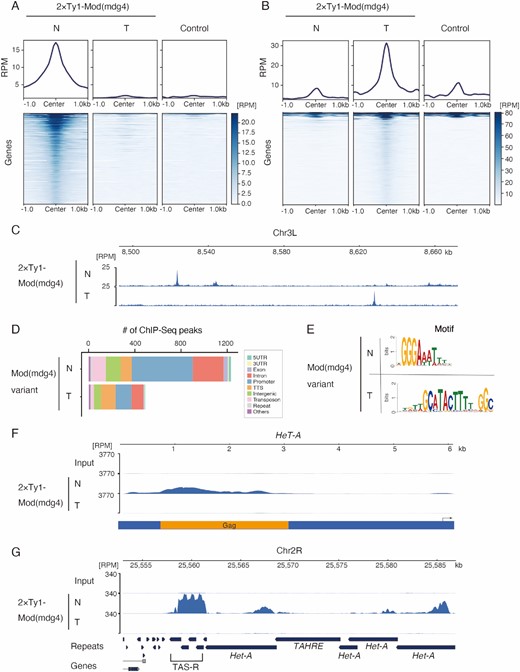 Mod(mdg4)-N associates with telomeric/subtelomeric regions in a variant-specific manner. (A, B) Metaplot and heatmap indicating Mod(mdg4)-N, -T, and control (anti-Ty1 ChIP against wild-type OSC) signal level within 1.0 kb of Mod(mdg4)-N (A) or -T (B) peaks. The heatmap is sorted by the intensity of the Mod(mdg4)-N (A) or -T (B) signals. The y-axes of the metaplots are normalized using the RPM. Note that some sites of the Mod(mdg4)-T peaks (B) display high background signals because Mod(mdg4)-T strongly accumulates on gypsy retrotransposons, which have many copies within the genome. (C) Distribution of Mod(mdg4) variant. Coverage panel showing ChIP-seq results for 2 × Ty1-tagged Mod(mdg4) variants (N, T) in the dm6 chr3L 8.50 Mb-8.66 Mb region. (D) Functional annotation of the peaks of Mod(mdg4)-N and -T identified using HOMER. The y-axis represents the number of peaks for each Mod(mdg4) variant. We used only highly confident (FDR < 1e–15) ChIP-seq peaks for the analysis to avoid ambiguous peaks. (E) Sequence logos showing clear enrichment around the ChIP-seq peaks of Mod(mdg4)-N and -T. These motifs were identified via de novo motif discovery analysis using MEME (Multiple Em for Motif Elicitation). (F) Coverage panel showing ChIP-seq of Mod(mdg4)-N and -T on the consensus sequence of HeT-A from repbase. Coverage of each ChIP-seq experiment is shown with blue. The y-axis is normalized with RPM. Below coverage panel of HeT-A, the reading frame of HeT-A Gag protein is shown in orange, and the black arrow indicates the HeT-A promoter. (G) Coverage panel showing ChIP-seq of Mod(mdg4)-N and -T near the subtelomere (TAS-R)/telomere region in dm6. The coverage of each ChIP-seq experiment is indicated in blue. The y-axis is normalized to RPM.