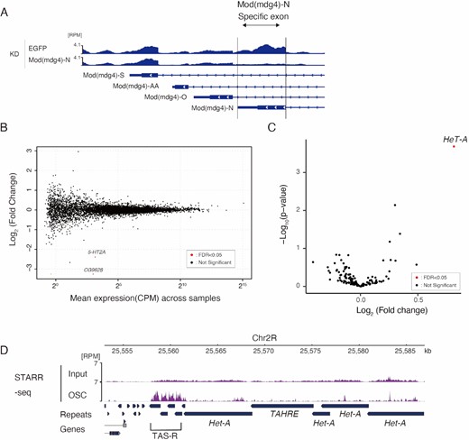 Specific regulation of HeT-A expression by Mod(mdg4)-N. (A) Coverage tracks of RNA-seq on EGFP KD or Mod(mdg4)-N KD at (mdg4)-locus (dm6 chr3R:21,370,172–21,373,552). The y-axis is normalized to RPM. The Mod(mdg4)-N-specific exon is highlighted with an arrow. Below the coverage, annotations of each Mod(mdg4) variant are indicated. (B) MA plot of TPM values (log10 scale) for mRNA in the Mod(mdg4)-N KD versus EGFP KD OSC (n = 2 for each condition). Differentially expressed genes (DEGs) are denoted by red dots. Note that Mod(mdg4) was not included in the DEGs because only Mod(mdg4) variant N was knocked down. (C) Volcano plot showing the differential expression of retrotransposons in Mod(mdg4)-N KD versus EGFP KD OSC. The x-axis is the log2 ratio, and the y-axis is the log10 ratio. Differentially expressed genes (DEGs) are denoted by red dots. (D) Coverage panel showing STARR-seq signal (purple) for OSC and its input near the subtelomere (TAS-R)/telomere region from dm6. The y-axis is normalized to RPM. These data are from the reanalysis of the STARR-seq results of Arnold et al. (2013).
