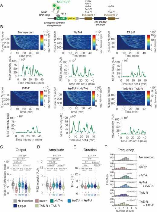 Subtelomeric TAS-R repeats possess enhancer-blocking activity. (A) Schematic representation of the yellow reporter gene containing the 155-bp Drosophila synthetic core promoter (DSCP), the 1.5-kb sna shadow enhancer, and 24 × MS2 RNA stem loops within the 5′ UTR. Insulator candidate sequences were inserted on both sides of the sna shadow enhancer. The expression of this reporter gene was visualized using MCP-GFP proteins binding to MS2 RNA stem loops. (B) (Upper) MS2 trajectories for all analyzed nuclei. Each row represents the MS2 trajectory for a single nucleus. A total of 365 (no insertion), 340 (gypsy), 352 (HeT-A), 365 (HeT-A + HeT-A), 365 (TAS-R), and 349 (TAS-R + TAS-R) ventral-most nuclei, respectively, were analyzed from three independent embryos for the reporter genes with no insertion of insulators, gypsy insulator, single insertion of HeT-A, double insertion of HeT-A (HeT-A + HeT-A), single insertion of TAS-R, or double insertion of TAS-R (TAS-R + TAS-R). Nuclei are ordered by their onset of transcription in the nuclear cycle 14. AU; arbitrary unit. (Lower) Representative trajectory of transcriptional activity of the MS2 reporter gene with no insertion of insulators, gypsy insulator, single insertion of HeT-A, double insertion of HeT-A (HeT-A + HeT-A), single insertion of TAS-R, or double insertion of TAS-R (TAS-R + TAS-R). (C–E) Boxplots showing the distribution of the total output (C), burst amplitude (D), and burst duration (E). The box indicates the lower (25%) and upper (75%) quantiles, and the open circle indicates the median. Whiskers extend to the most extreme non-outlier data points. A total of 365 (no insertion), 340 (gypsy), 352 (HeT-A), 365 (HeT-A + HeT-A), 365 (TAS-R), and 349 (TAS-R + TAS-R) ventral-most nuclei, respectively, were analyzed from three independent embryos for reporter genes with no insertion of insulators, gypsy insulator, single insertion of HeT-A, double insertion of HeT-A (HeT-A + HeT-A), single insertion of TAS-R, or double insertion of TAS-R (TAS-R + TAS-R) from left to right. The median values relative to the control reporter are shown at the bottom. The p-values of the two-sided Wilcoxon rank-sum test are shown at the top. AU; arbitrary unit. (F) Histograms showing the distribution of the burst frequency during the nuclear cycle 14 stage. A total of 365 (no insertion), 340 (gypsy), 352 (HeT-A), 365 (HeT-A + HeT-A), 365 (TAS-R), and 349 (TAS-R + TAS-R) ventral-most nuclei, respectively, were analyzed from three independent embryos for reporter genes with no insertion of insulators, gypsy insulator, single insertion of HeT-A, double insertion of HeT-A (HeT-A + HeT-A), single insertion of TAS-R, or double insertion of TAS-R (TAS-R + TAS-R) from top to bottom. The p-values of the two-sided Wilcoxon rank-sum test are shown within the windows.