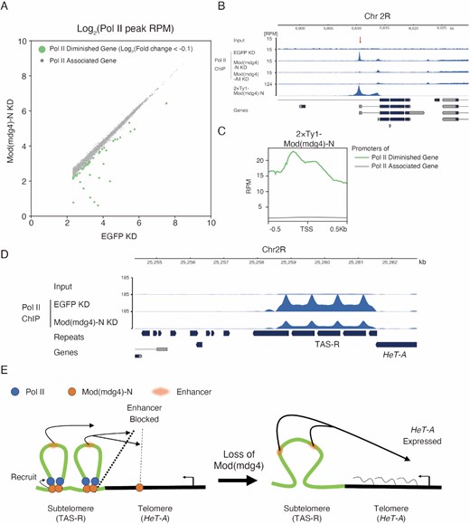 RNA polymerase II is recruited to Mod(mdg4)-N binding sites including subtelomeric TAS-R repeats. (A) Scatter plot of maximum peak coverage between EGFP KD (x-axis) and Mod(mdg4)-N KD (y-axis). Both the x-axis and y-axis are shown with log2 ratios. Peaks whose maximum values were under 5.0 at RPM in EGFP KD were removed from the analysis. Pol II-diminished genes (green) are defined as log2(fold changes) < −0.1, and other genes (Pol II-associated genes) whose Pol II level did not change with the Mod(mdg4)-N KD are shown with gray dots. (B) Coverage tracks showing examples of Mod(mdg4)-N localization and Pol II profile with EGFP KD, Mod(mdg4)-N KD, and Mod(mdg4)-all variants KD at the Pol II diminished gene locus (Chr2R:6.60Mb-6.63Mb). The lower panel indicates annotations of the transcripts from Flybase. The red arrow indicates the Pol II peak that diminished with KD of Mod(mdg4)-N or all variants. (C) The average profile showing enrichment of Mod(mdg4)-N ChIP-seq intensity around the Pol II peaks that diminished with the Mod(mdg4)-N KD (Pol II diminished genes; green) or the other genes (Pol II associated gene, gray). (D) Coverage tracks showing input and Pol II enrichment in the TAS-R regions with the EGFP KD and Mod(mdg4)-N KD. The lower panel indicates annotations of the transcripts from Flybase. (E) Summary of this research. Mod(mdg4)-N (orange) binds on both TAS-R and telomeric HeT-A retrotransposons. Mod(mdg4)-N represses enhancer activity at both TAS-R and HeT-A, although enhancer-blocking activity at TAS-R is stronger. Mod(mdg4)-N recruits Pol II (blue) on the subtelomeric TAS-R repeats, which assists in blocking the subtelomeric enhancer (red). Therefore, HeT-A is silenced in the normal state. Upon loss of Mod(mdg4)-N, enhancer-blocking activity is lost, leading to HeT-A expression.