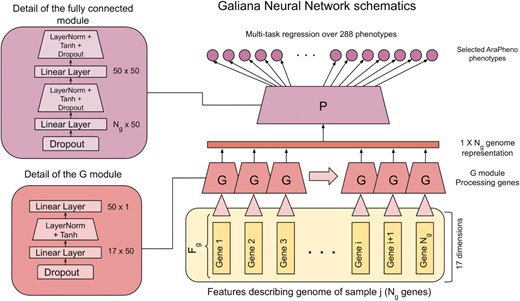 The architecture of Galiana. The (17, N = 27 655) tensorial representation of each genome is used as input. Each 17-dimensional vector representing the gene i is processed by the G module. The iterated applications of the G module produces the (1, 27 655) representation of the mutational load on each gene, which is used as input for the fully connected module, which consists of a FF NN with two layers with 50 neurons each. Finally, the last layer implements the multi-task regression over the 288 real-valued phenotypes.