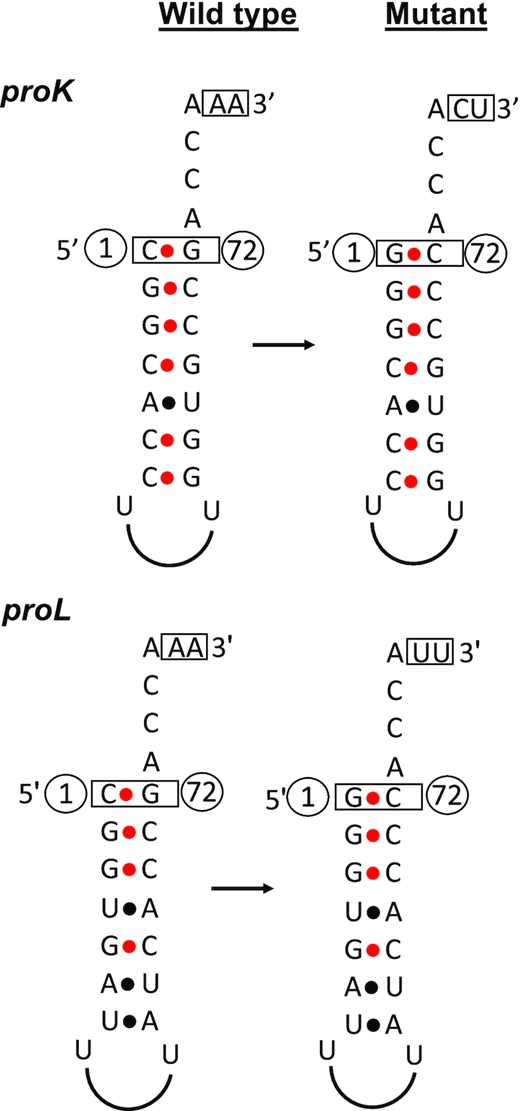 Graphical presentation of the proK and proL tRNAs showing the base pairings in the acceptor stem. The nucleotides which were modified in the wild-type tRNA sequences to obtain the mutant tRNA are shown in a box. C1/G72 base pairing in the acceptor stems of proK and proL tRNAs was changed to G1/C72. AA nucleotides downstream of proK CCA was changed to CU to mimic cysT CCA downstream sequence. AA nucleotides downstream of proL CCA was changed to UU to mimic hisR CCA downstream sequence. The nucleotide numbers are shown in circles.