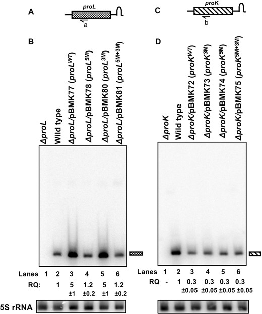 Northern blot analyses of the processing of proL and proK tRNAs expressed from various plasmids. Total steady-state RNA (10 μg/lane) isolated from exponentially growing cultures at 37°C was separated on a 6% (w/v) polyacrylamide/ 8 M urea gel, transferred to nylon membrane and probed with transcript specific 32P-labeled oligonucleotide probes. Schematic presentation of (A) proL and (C) proK genes (not drawn to scale) in the genome. Relative positions of the oligonucleotide probes (a: PROL-2 and b: PROK-2, Supplementary Table S2) used in the northern blot analyses are shown below the cartoon. Northern blots of (B) proL tRNA probed with probe a and (D) proK tRNA probed with probe b. The genotypes of the strains used are indicated at the top of each blot. The position of the mature tRNA is indicated to the right of the blots. The northern blot of 5S rRNA used as a loading control is shown below each blot. Relative quantity (RQ) of mature tRNA in each strain represent an average of three independent analyses. RQ was calculated based on the pixel counts in each strain and the wild-type pixel count was considered as 1.