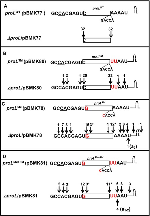 (A–D) Determination of 5′ and 3′ termini of proL tRNAs expressed from various plasmids in the ΔproL strain. The cDNAs were obtained by RT-PCR cloning of 5′-3′ self-ligated transcripts. The sequencing data from each strain are presented in a separate box. The cartoon at the top of each box is a graphic representation of the cloned proL genes with the coding sequences upstream and downstream of the 5′ and 3′ mature ends, respectively. The 5′ modification of C/G base pair to G/C and the 3′ modification of AA→UU are indicated in red. Transcription start sites are underlined (10). Each downward arrow represents either 5′ or 3′ ends (total number indicated at the top) as determined by sequence analysis. Some cDNAs were truncated either at the 5′ ends (*) or at the 3′ ends (downward solid arrow). Each upward arrow represents a 3′ end with untemplated A nucleotides (in parenthesis).