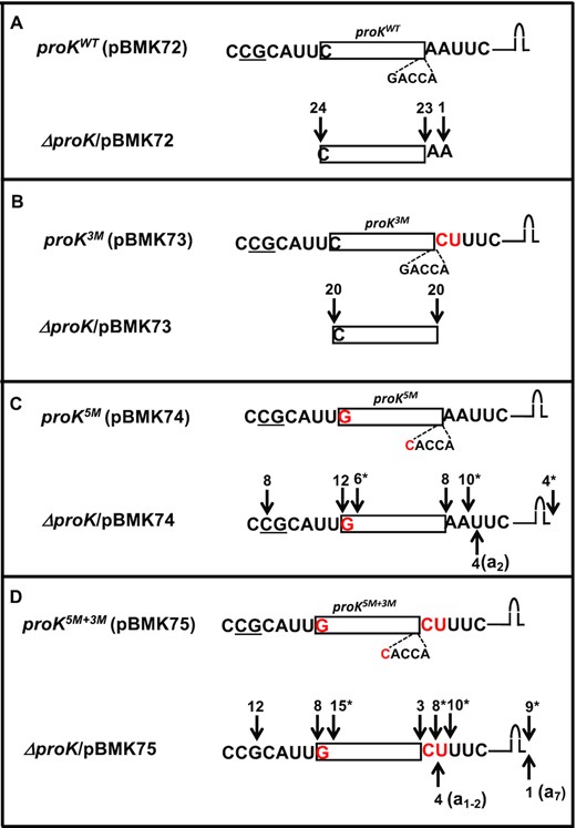 (A–D) Determination of 5′ and 3′ termini of proK tRNAs expressed from various plasmids in the ΔproK strain. The cDNAs were obtained by RT-PCR cloning of 5′-3′ self-ligated transcripts. The sequencing data from each strain are presented in a separate box. The cartoon at the top of each box is a graphic representation of the cloned proK genes with the coding sequences upstream and downstream of the 5′ and 3′ mature ends, respectively. The 5′ modification of C/G base pair to G/C and the 3′ modification of AA→CU are indicated in red. Transcription start sites are underlined (10). Each downward arrow represents either 5′ or 3′ ends (total number indicated at the top) as determined by sequence analysis. Some cDNAs were truncated at the 5′ ends (*). Each upward arrow represents a 3′ end with untemplated A nucleotides (in parenthesis).