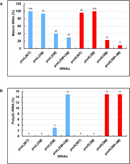 Mature tRNA (A) and polyadenylated pre-tRNA (B) levels in various strains containing different proline tRNAs as obtained from the cDNA cloning and sequencing. The percentage of the mature tRNA (both the 5′ and 3′ ends were matured) levels was calculated based on number of cDNAs corresponding to the mature tRNA (MT) sequenced out of total number of cDNAs corresponding to all tRNAs (AT) sequenced and shown in Figures 3 and 4. proLWT: 22 MT/22 AT, proL3M: 20 MT/22 AT, proL5M: 12 MT/30 AT, proL5M+3M: 8 MT/27 AT, proKWT: 23 MT/24 AT, proK3M: 20 MT/20 AT, proK5M: 6 MT/26 AT and proK5M+3M: 3 MT/35 AT. The percentage of polyadenylated pre-tRNA levels was calculated based on number of cDNAs corresponding to the pre-tRNA (PT) sequenced out of total number of cDNAs corresponding to all tRNAs (AT) sequenced and shown in Figures 3 and 4. proLWT: 0 PT/22 AT, proL3M: 0 PT/22 AT, proL5M: 1 PT/30 AT, proL5M+3M: 4 PT/27 AT, proKWT: 0 PT/24 AT, proK3M: 0 PT/20 AT, proK5M: 4 PT/26 AT and proK5M+3M: 5 PT/35 AT. proL tRNAs: Blue bars and proK tRNAs: Red bars.