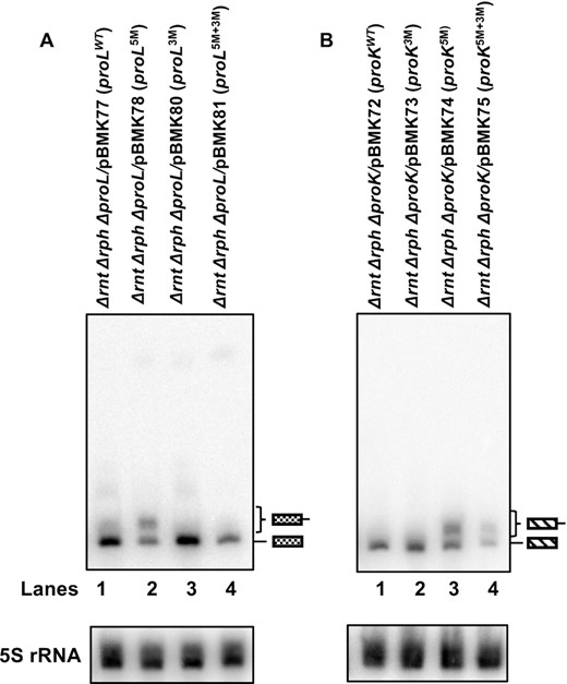 Northern blot analyses of the processing of proL and proK tRNAs expressed from various plasmids in the absence of RNase PH and RNase T. Total steady-state RNA (10 μg/lane) isolated from exponentially growing cultures at 37°C was separated on a 6% (w/v) acrylamide/ 8 M urea gel, transferred to nylon membrane, and probed with transcript specific 32P-labelled oligonucleotide probes. Northern blots of (A) proL tRNA probed with probe a (Figure 2A) and (B) proK tRNA probed with probe b (Figure 2C). The genotypes of the strains used are indicated at the top of each blot. The position of the mature and immature tRNAs are indicated to the right of the blots. The northern blot of 5S rRNA used as a loading control is shown below each blot. The multiple bands of 5S rRNA are due to its dependence on RNase T for the final 3′-end maturation (35).